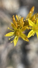 Sedum stenopetalum
