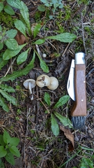 Inocybe geophylla