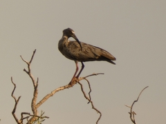 Theristicus caerulescens