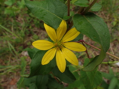 Silphium asteriscus