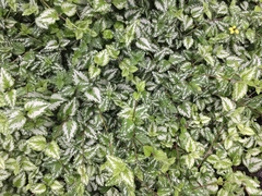 Lamium galeobdolon argentatum