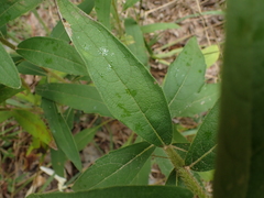 Silphium asteriscus