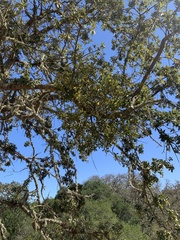 Phoradendron leucarpum tomentosum