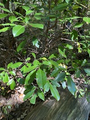 Kalmia latifolia