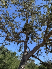 Phoradendron leucarpum tomentosum