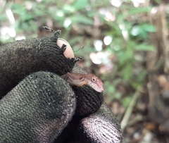 Anolis rodriguezii