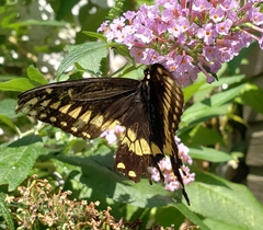 Papilio polyxenes