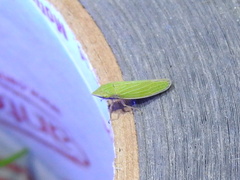 Draeculacephala robinsoni