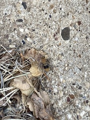 Sphaeropthalma marpesia