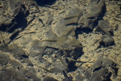 Hesperoleucus symmetricus