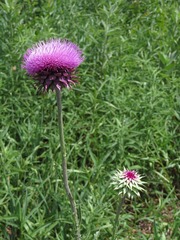 Carduus nutans