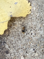 Sphaeropthalma marpesia