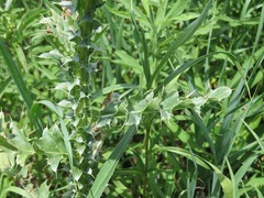 Carduus nutans