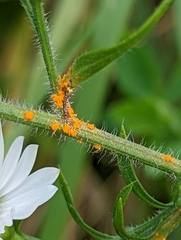 Coleosporium