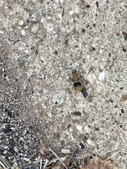 Sphaeropthalma marpesia