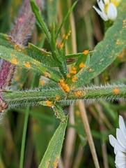 Coleosporium