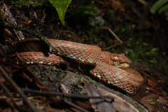 Bothriechis supraciliaris