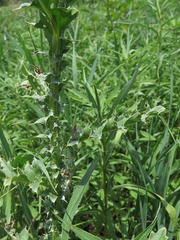 Carduus nutans