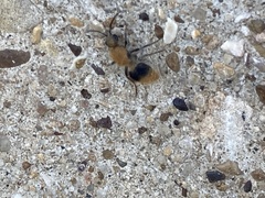 Sphaeropthalma marpesia