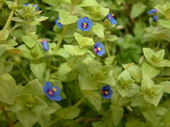 Anagallis