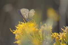 Plebejus melissa