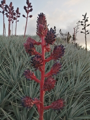 Puya venusta