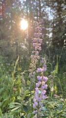Lupinus polyphyllus