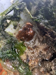 Botrylloides violaceus