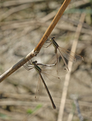 Lestes barbarus