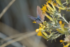 Plebejus melissa
