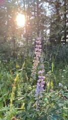 Lupinus polyphyllus