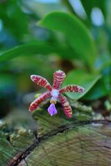 Phalaenopsis