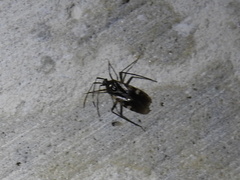 Eustictus