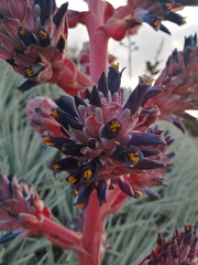 Puya venusta
