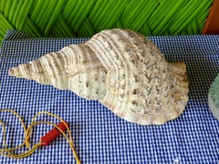 Charonia tritonis
