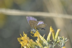 Plebejus melissa
