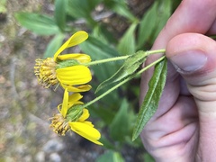 Arnica chamissonis