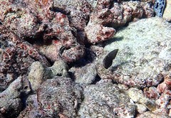 Halichoeres marginatus