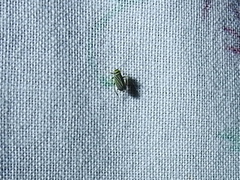 Amblysellus curtisii