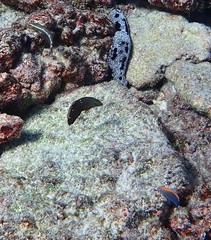 Halichoeres marginatus