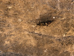 Etorofus obliteratus