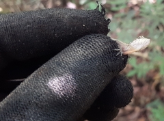 Anolis rodriguezii