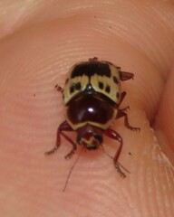 Cryptocephalus mutabilis