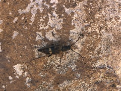 Etorofus obliteratus