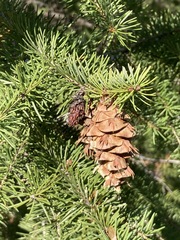 Pseudotsuga menziesii glauca