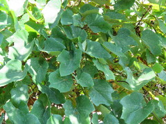 Vitis labrusca