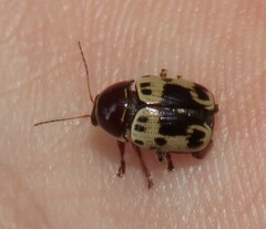 Cryptocephalus mutabilis