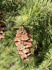 Pseudotsuga menziesii glauca