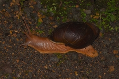 Megalobulimus