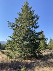 Pseudotsuga menziesii glauca